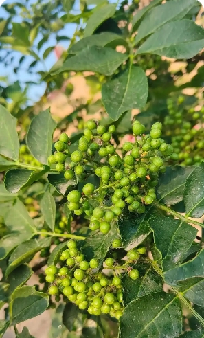 花椒树冬季修剪管理技术要点是什么？