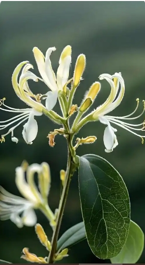 金银花开了花好还是没开花的好？如何选择？