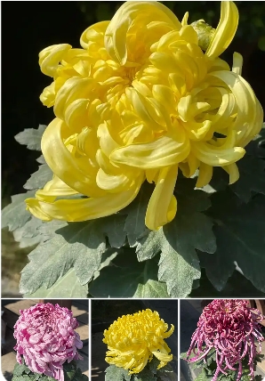菊花是什么时候开的？是什么季节？