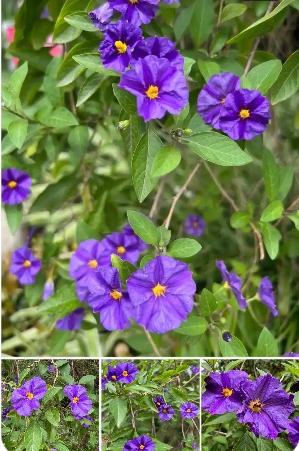 蓝花茄的养殖方法和注意事项是什么？