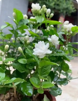 茉莉花施什么肥料好？