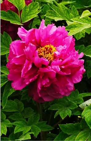 牡丹花的颜色有哪几种？