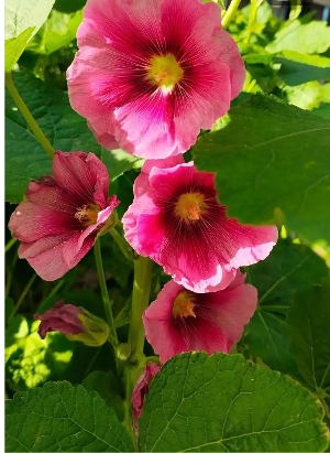 蜀葵什么时候开花？花期有多长？