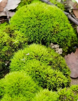 苔藓有根茎叶分化吗？