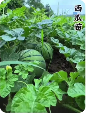 西瓜什么时候种合适？用什么肥料最佳？