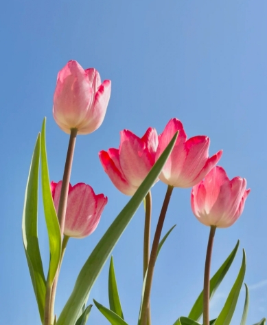 郁金香花期多久？一年开几次花？