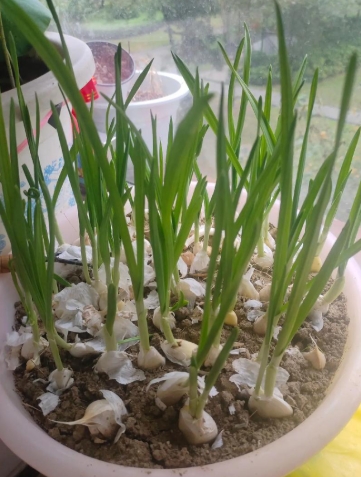 怎么种蒜苗最简单？