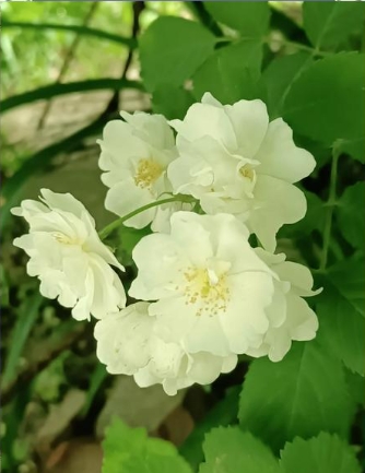 白蔷薇花语是什么？