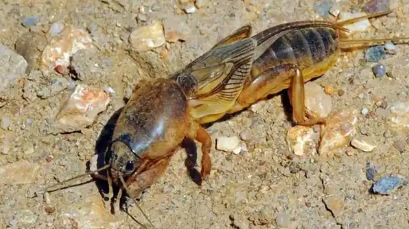 地老虎用什么药能杀死不伤苗？