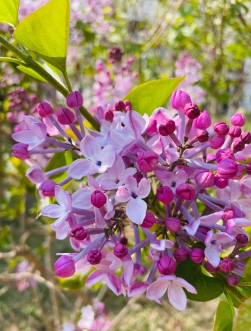 丁香花的花语是什么？