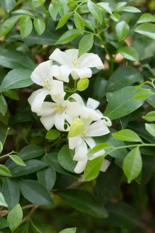 非洲茉莉的养殖方法和注意事项有哪些？