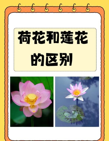 荷花与莲花的区别是什么？