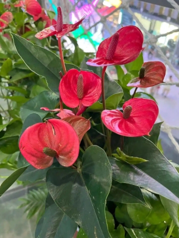 花烛的养殖方法和注意事项是什么？