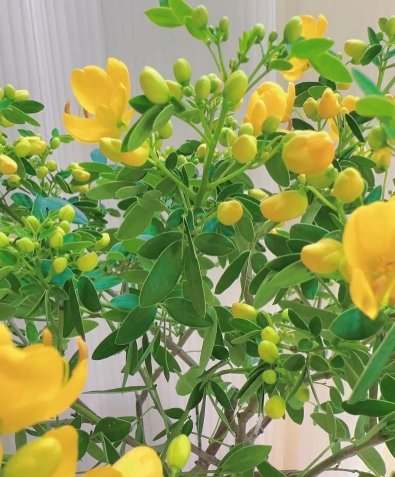黄金梅一年开几次花？