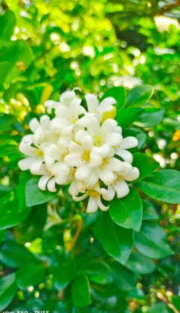 九里香什么时候开花？花期有多长？