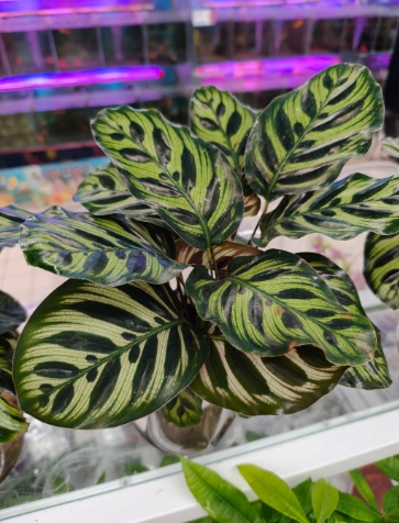 孔雀竹芋的养殖方法和注意事项有哪些?