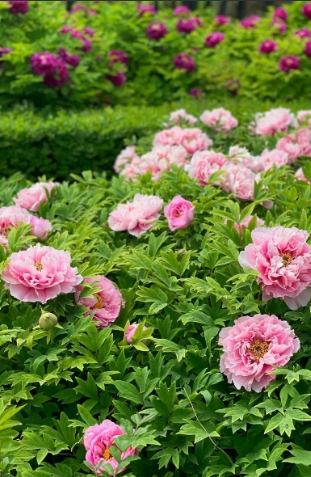 牡丹花几月开花？花期有多久？