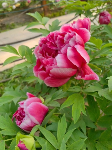 牡丹花种子怎样种植才能发芽？多久开花？