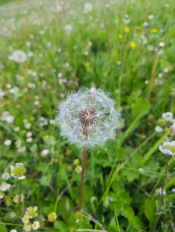 蒲公英几点开花？多久凋谢？