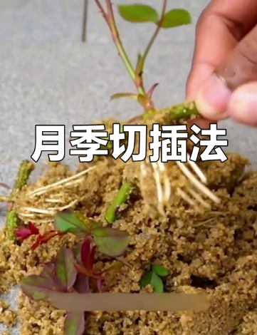 扦插生根最快的方法是什么？