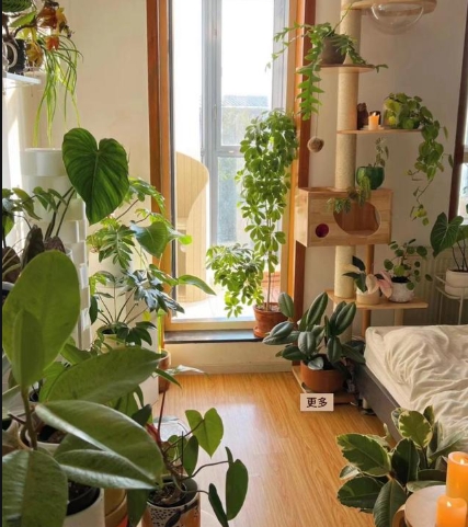 卧室适合养什么花和植物对睡眠好？