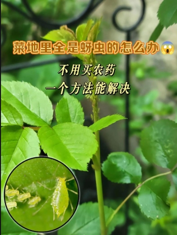 蚜虫怎么消灭?最简单的方法是什么？