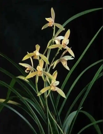 芝兰是什么意思？